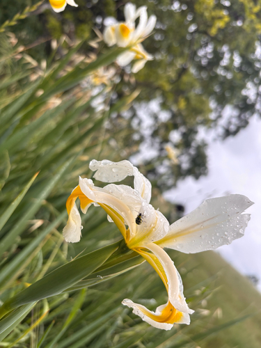 iNaturalist observation photo of Turkish Iris