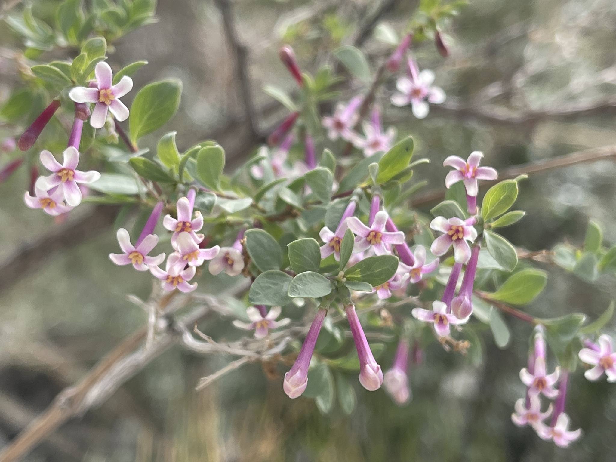 Fragrant Snowberry (Symphoricarpos longiflorus)