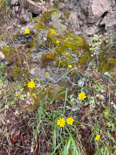 iNaturalist observation photo of buttercups
