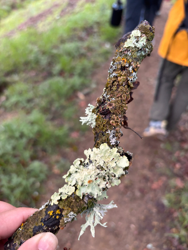 iNaturalist observation photo of Common Lichens