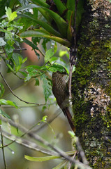 Lepidocolaptes affinis