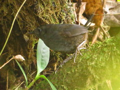 Scytalopus spillmanni