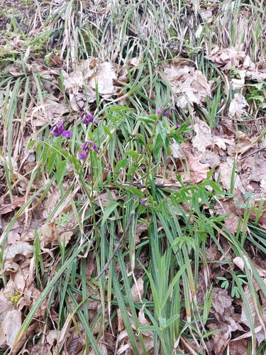 spring vetch (Lathyrus vernus)