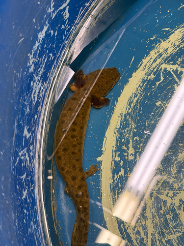 Common Mudpuppy observed by boardhippie