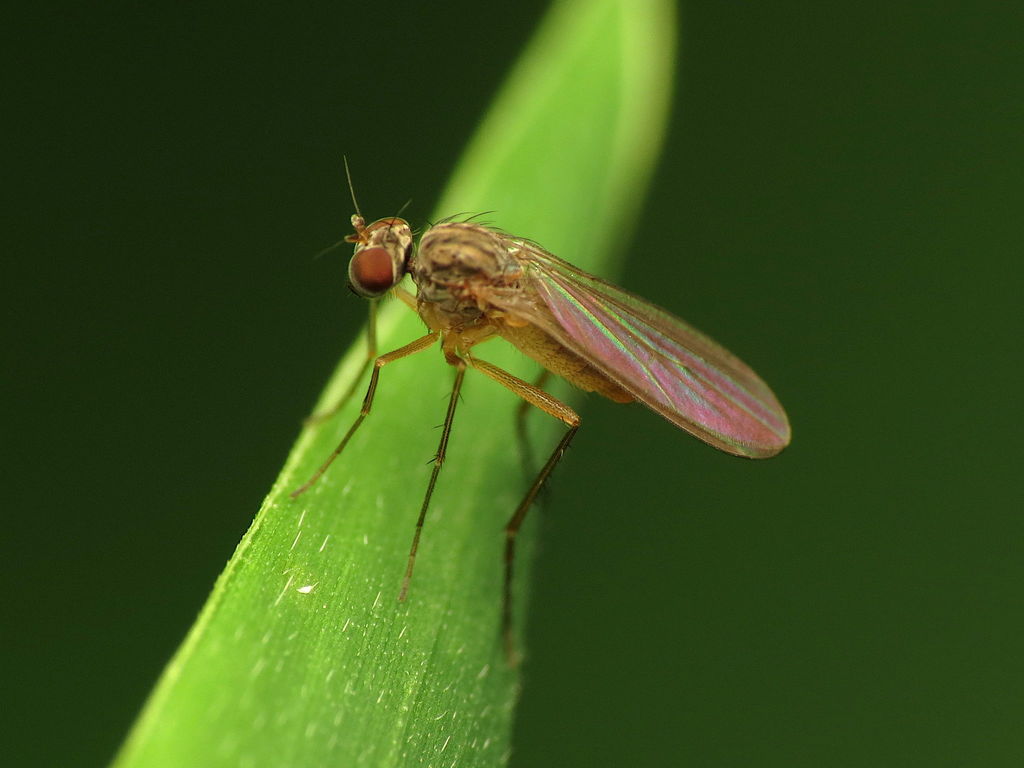 Sympycnus lineatus