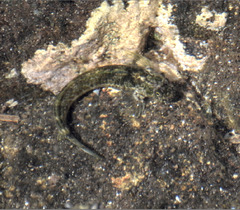 Blackmargin Blenny photo 2
