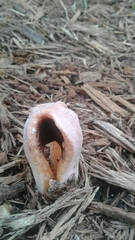 Clathrus columnatus