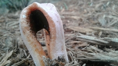Clathrus columnatus