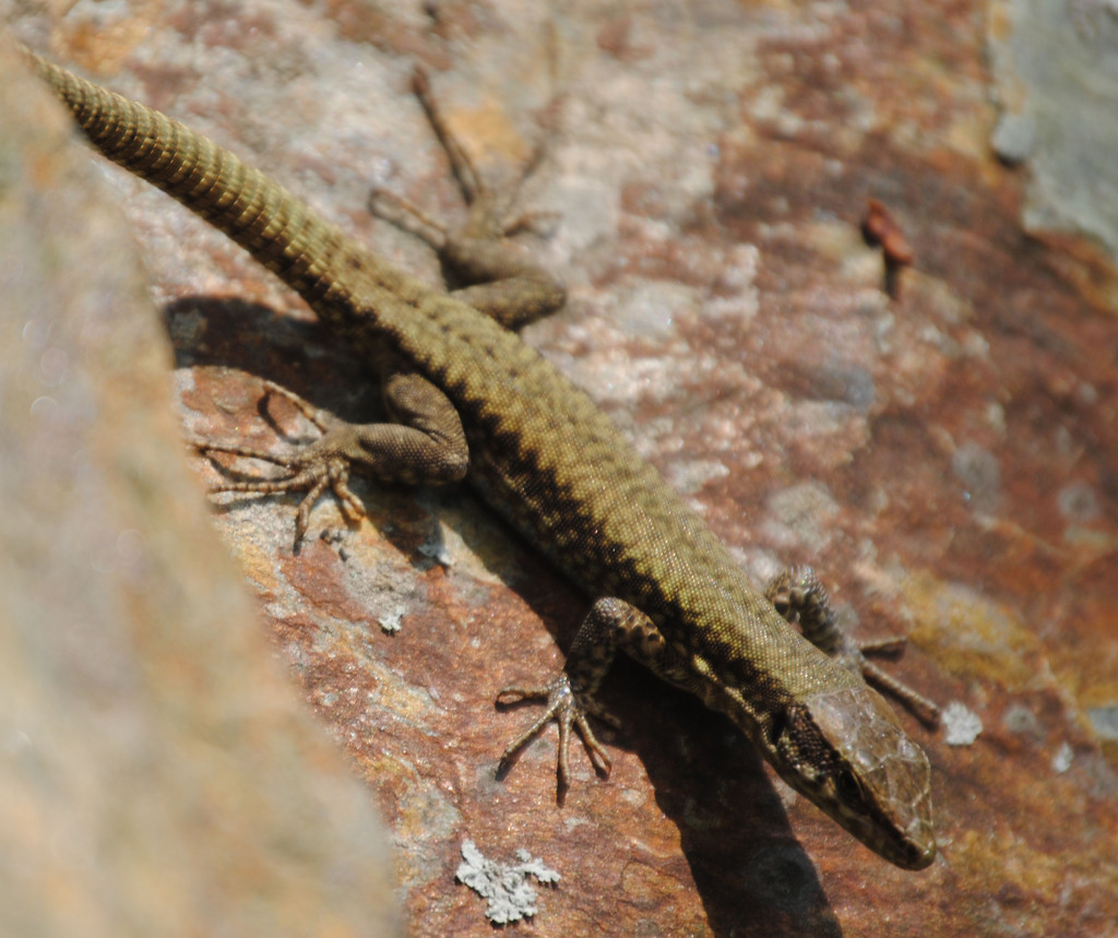 Lizard In Rome Common Wall Lizard from 16010 Rossiglione, Metropolitan City of Genoa ...