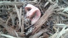Clathrus columnatus