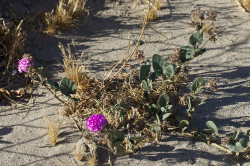 desert sand verbena (Abronia villosa)