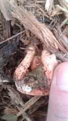 Clathrus columnatus