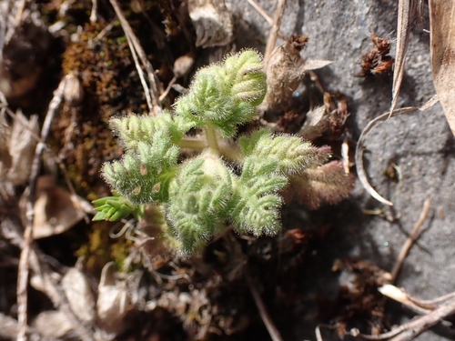 Cut-leaved germander (Teucrium botrys)