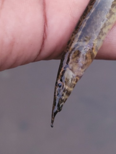 Guenther's spiny eel (Macrognathus guentheri) — Mastacembelidae — 3