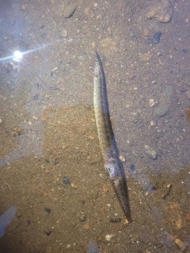 Guenther's spiny eel (Macrognathus guentheri) — Mastacembelidae — 4