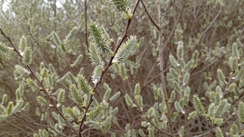 Grey Willow (Salix cinerea)