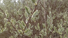 Le Saule Cendré (Salix cinerea)