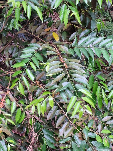 Aporosa indoacuminata (Aporosa indoacuminata)