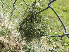 Thelesperma filifolium