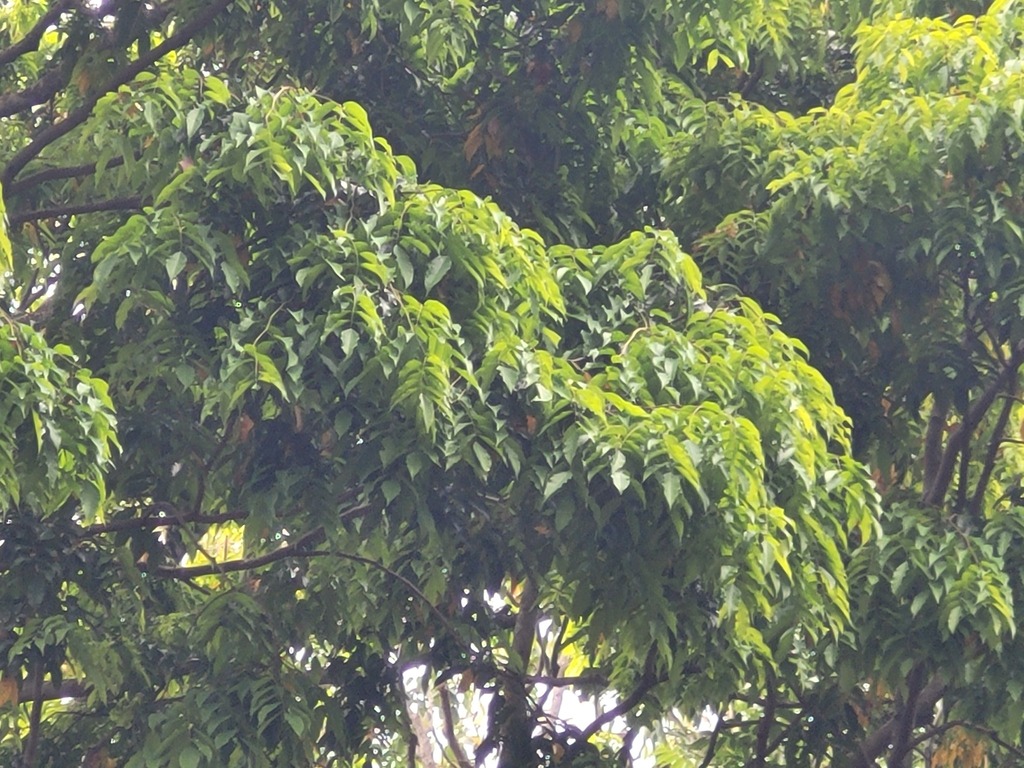 Dialium travancoricum