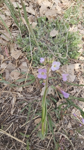 drummond's rockcress (Boechera stricta)