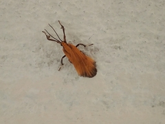 Lycomorphodes sordida