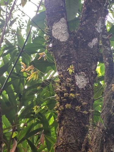 Bulbophyllum fimbriatum