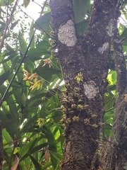 Bulbophyllum fimbriatum