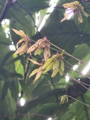 Bulbophyllum fimbriatum, photograph (c) Pranav Chandra Bose, some rights reserved (CC BY)