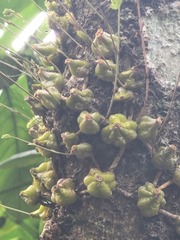 Bulbophyllum fimbriatum, photograph (c) Pranav Chandra Bose, some rights reserved (CC BY)