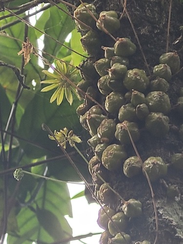 Bulbophyllum fimbriatum, photograph 5