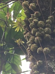 Bulbophyllum fimbriatum, photograph (c) Pranav Chandra Bose, some rights reserved (CC BY)