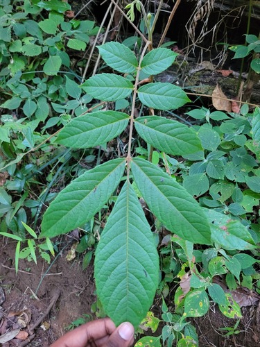 Meliosma pinnata observed 2026-03-13