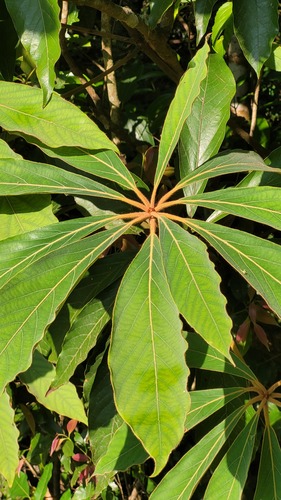 Actinodaphne bourdillonii (Actinodaphne bourdillonii)