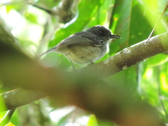 Dysithamnus mentalis