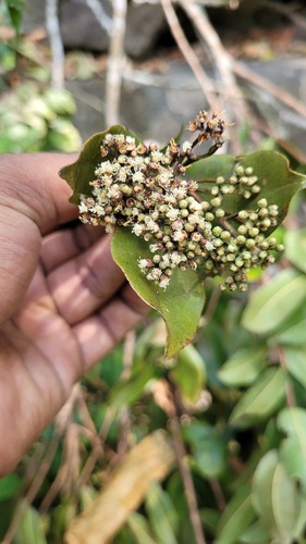 Syzygium rubicundum, 2026-03-14