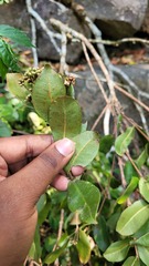 Syzygium rubicundum