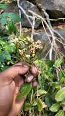 Syzygium rubicundum, photograph (c) Pranav Chandra Bose, some rights reserved (CC BY)