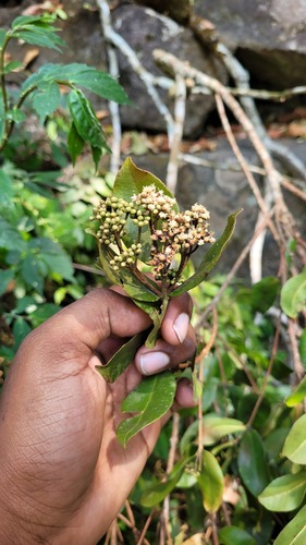 Syzygium rubicundum, photograph 3