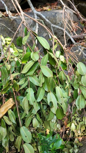 Syzygium rubicundum, photograph 4