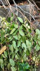 Syzygium rubicundum, photograph (c) Pranav Chandra Bose, some rights reserved (CC BY)
