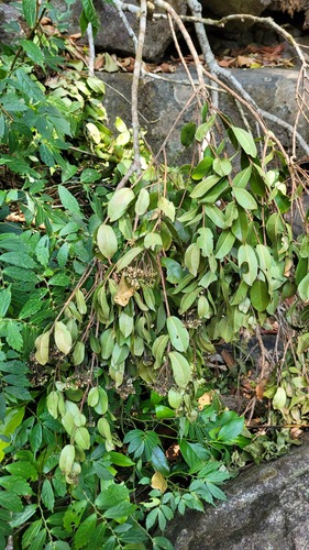 Syzygium rubicundum, photograph 5