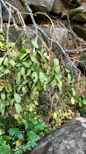 Syzygium rubicundum, photograph 6