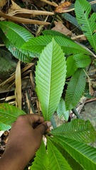 Simpoh Air (Dillenia bracteata)