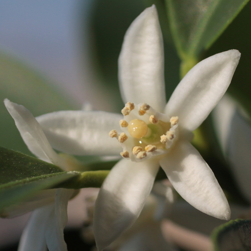 Citrus japonica iNat (2)