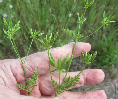 Tainturier's chervil (Chaerophyllum tainturieri)