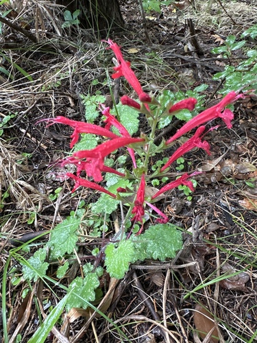 cedar sage (Salvia roemeriana)