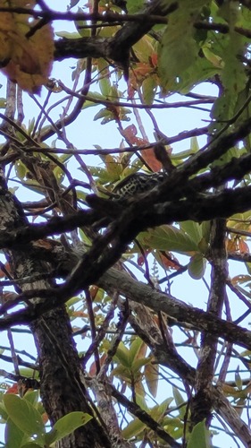 Speckled Piculet (Picumnus innominatus), photo 7