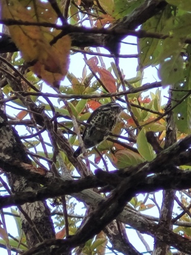 Speckled Piculet (Picumnus innominatus), photo 6