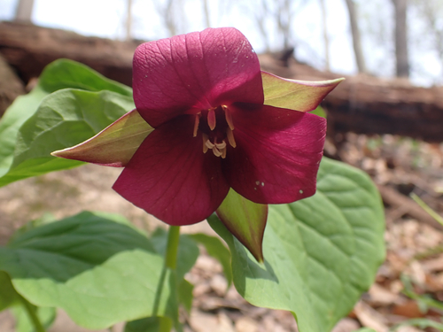 red trillium (Trillium erectum)